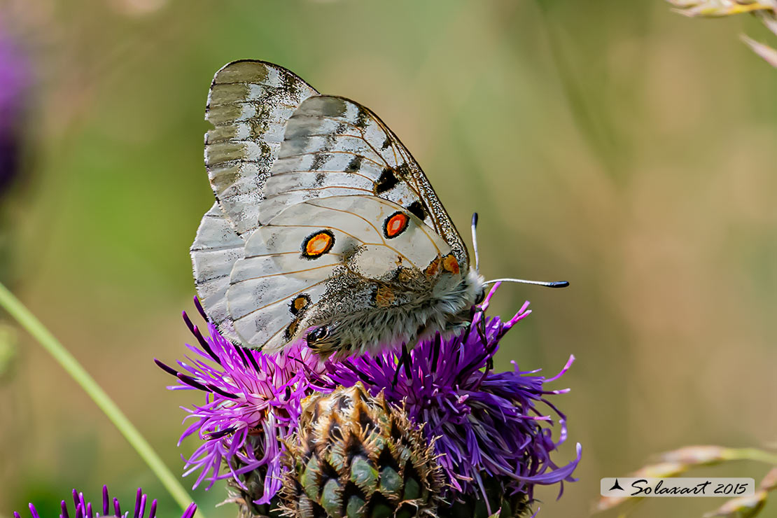 Parnassius apollo:    Farfalla apollo  -  Apollo butterfly 