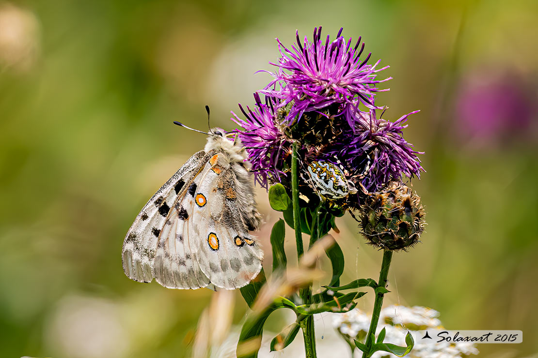 Parnassius apollo:    Farfalla apollo  -  Apollo butterfly 