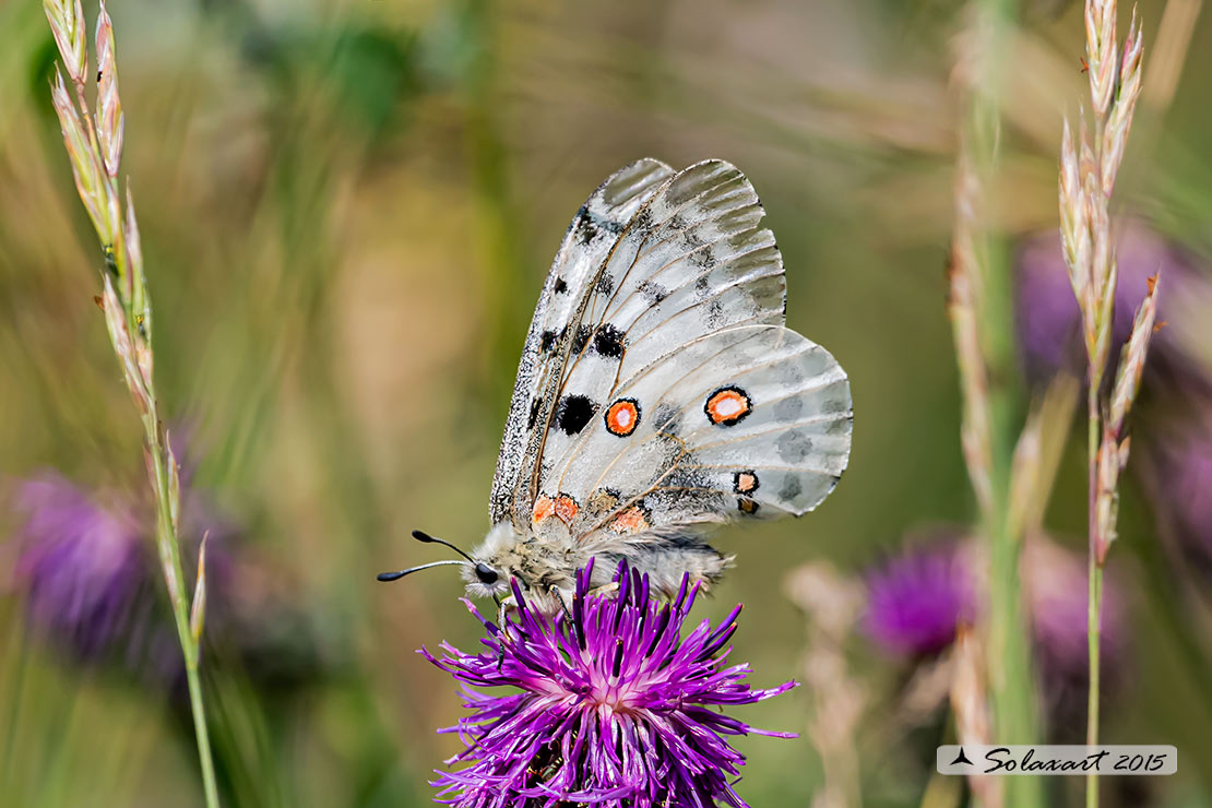 Parnassius apollo:    Farfalla apollo  -  Apollo butterfly 