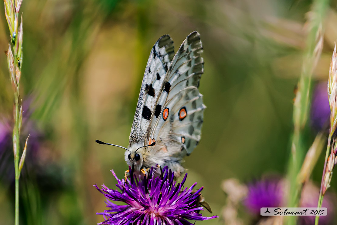 Parnassius apollo:    Farfalla apollo  -  Apollo butterfly 