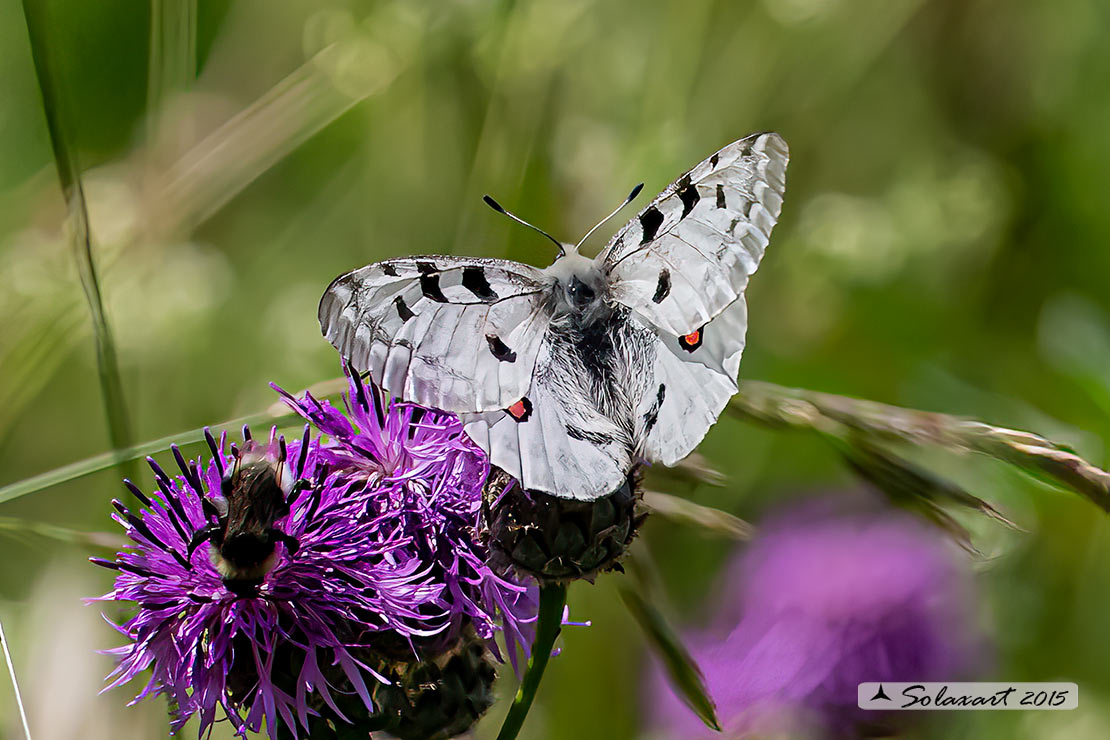 Parnassius apollo:    Farfalla apollo  -  Apollo butterfly 