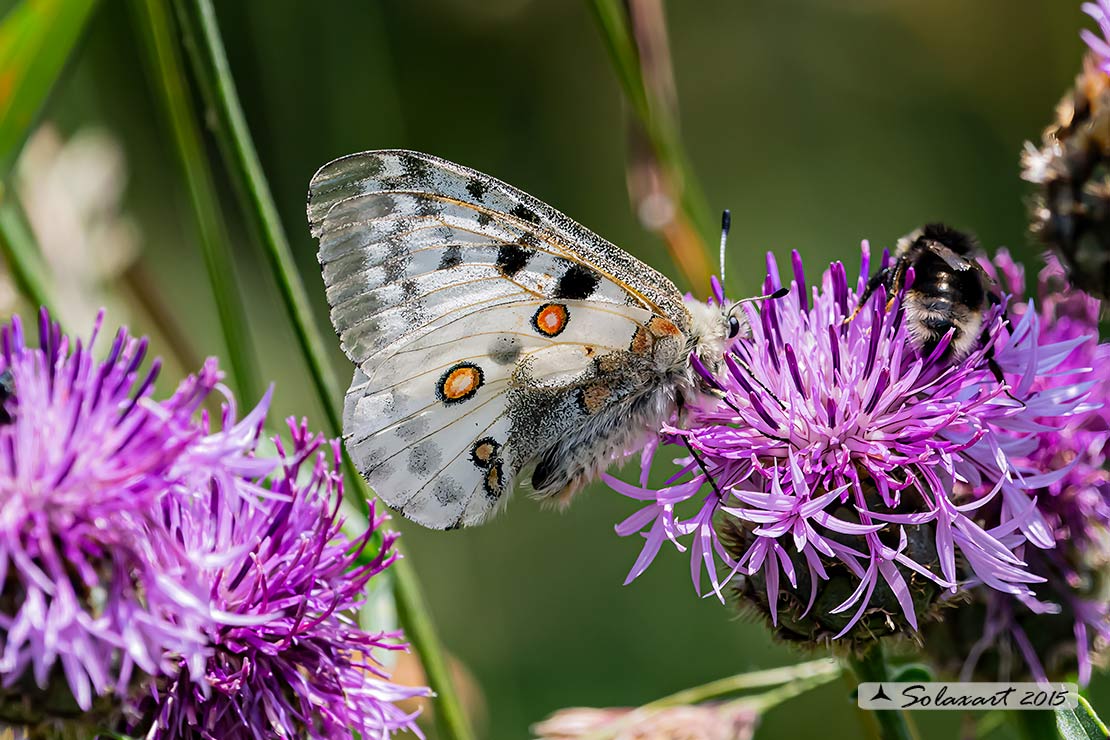 Parnassius apollo:    Farfalla apollo  -  Apollo butterfly 