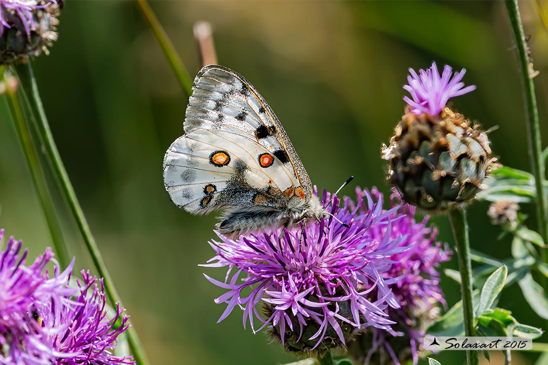 Parnassius apollo:    Farfalla apollo  -  Apollo butterfly 