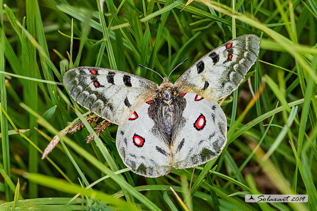 Parnassius apollo: Farfalla apollo - Apollo butterfly