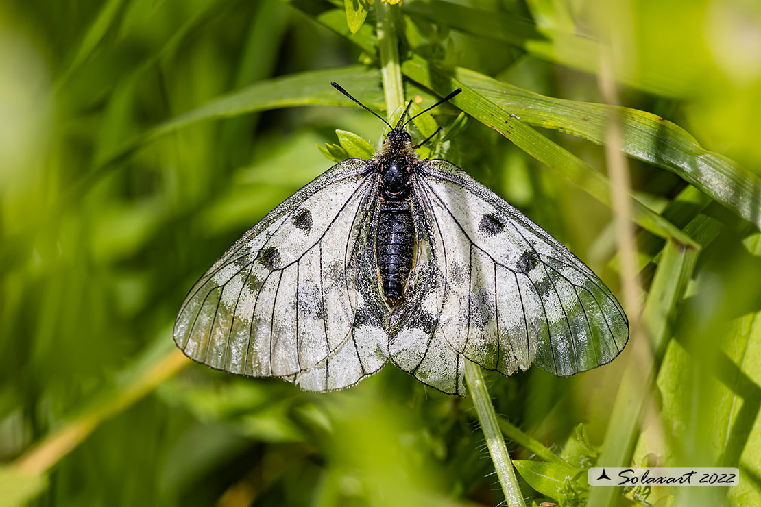 Parnassius mnemosyne - Mnemosine - Clouded Apollo