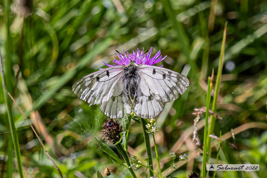Parnassius mnemosyne - Mnemosine - Clouded Apollo