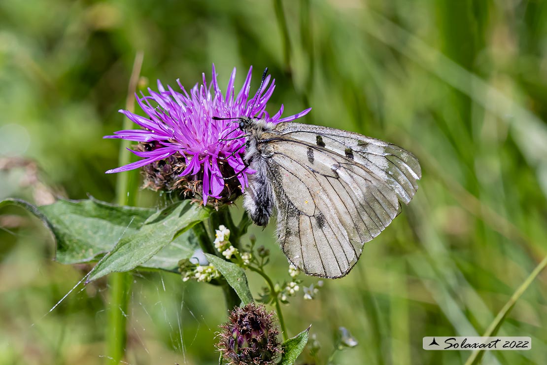 Parnassius mnemosyne - Mnemosine - Clouded Apollo