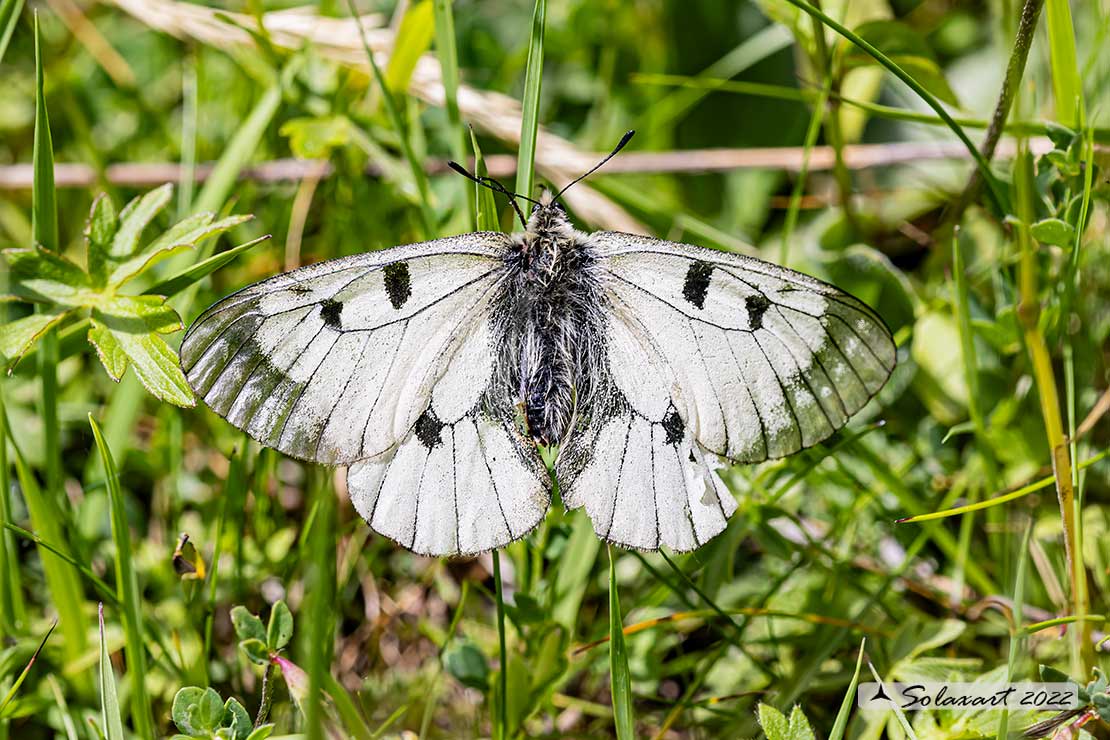 Parnassius mnemosyne - Mnemosine - Clouded Apollo