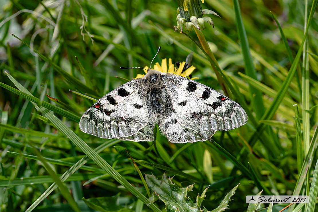 Parnassius phoebus - Farfalla febo - Phoebus Apollo