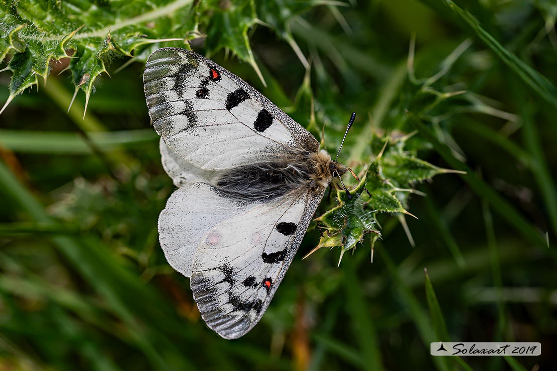 Parnassius phoebus - Farfalla febo - Phoebus Apollo