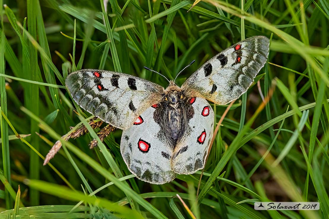 Parnassius phoebus - Farfalla febo - Phoebus Apollo