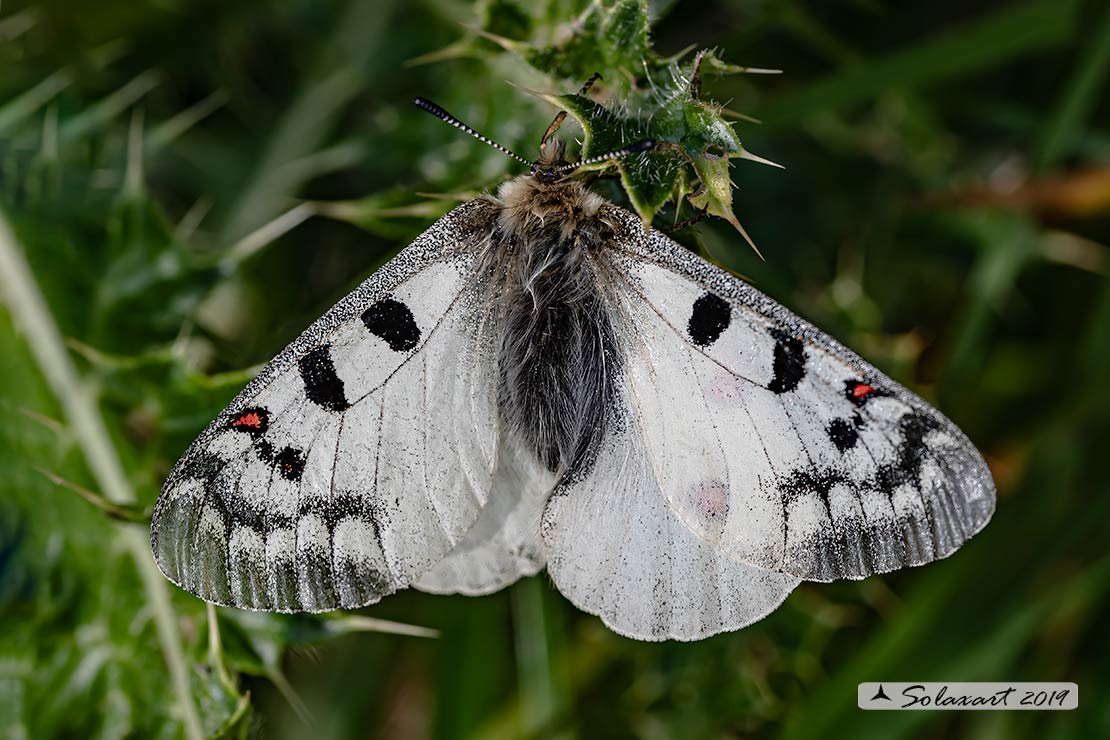 Parnassius phoebus - Farfalla febo - Phoebus Apollo