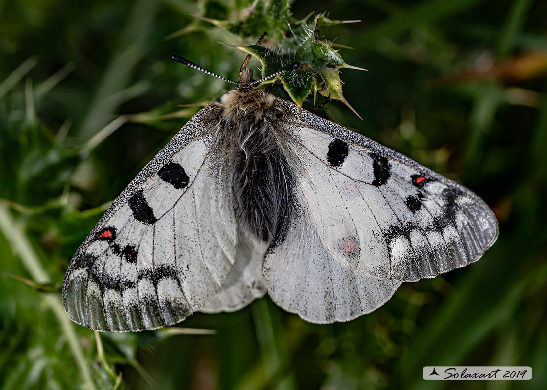Parnassius phoebus - Farfalla febo - Phoebus Apollo