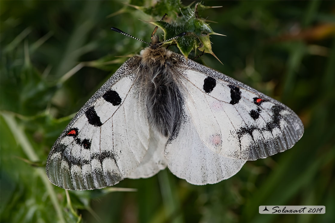 Parnassius phoebus - Farfalla febo - Phoebus Apollo