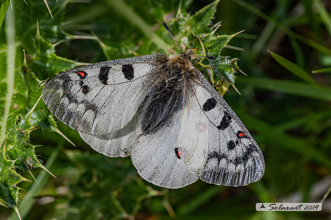 Parnassius phoebus - Farfalla febo - Phoebus Apollo