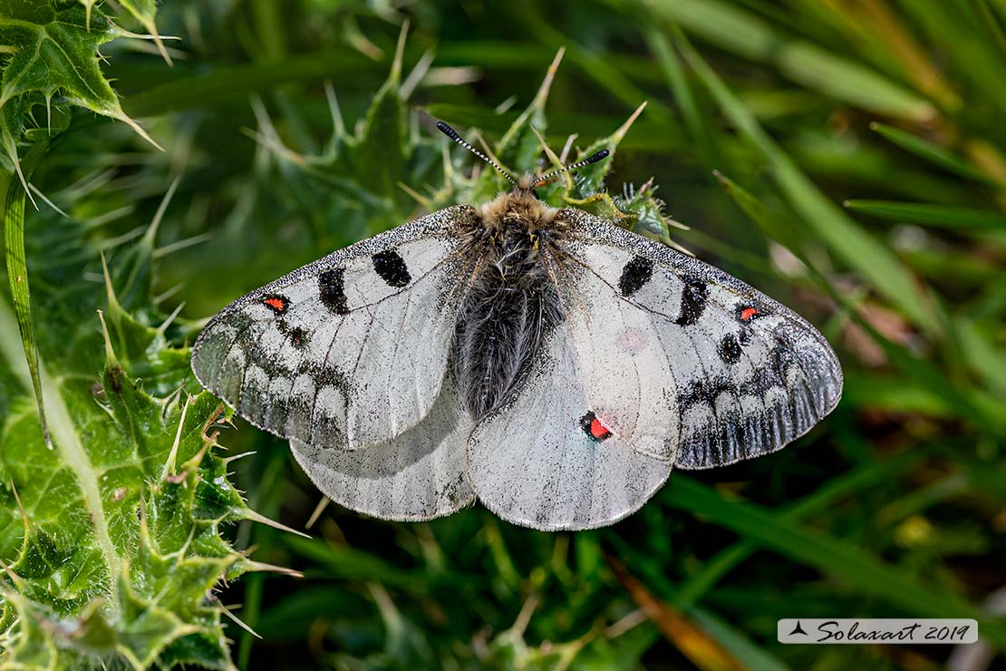 Parnassius phoebus - Farfalla febo - Phoebus Apollo