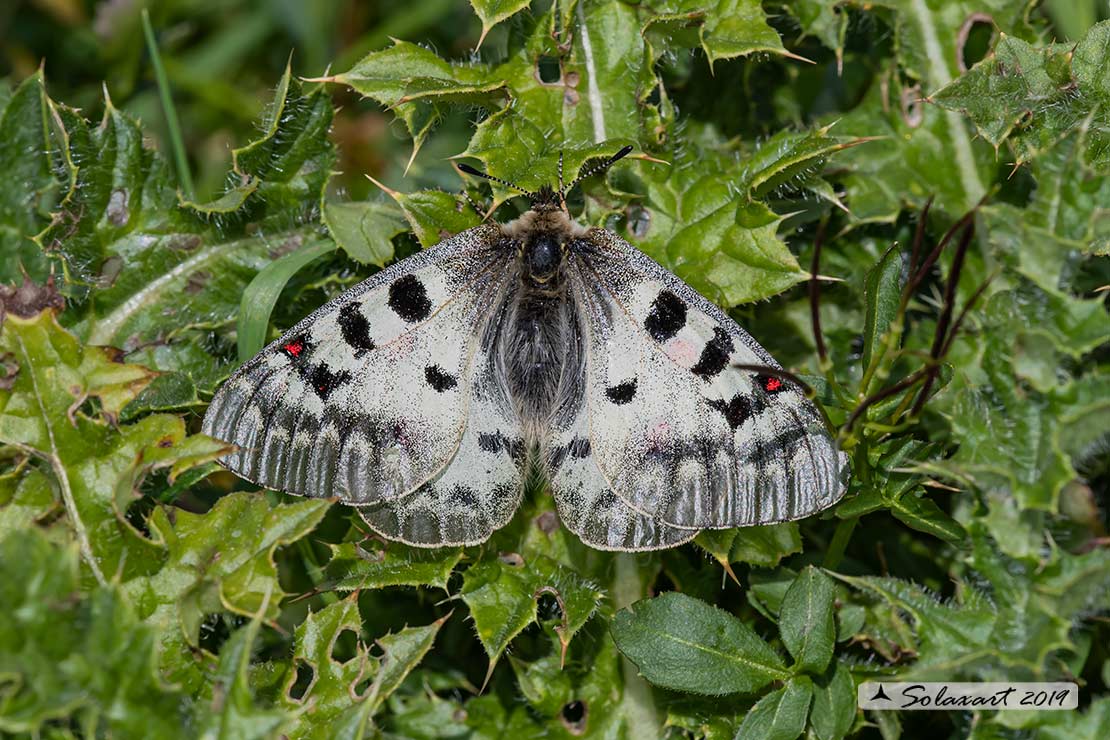 Parnassius phoebus - Farfalla febo - Phoebus Apollo