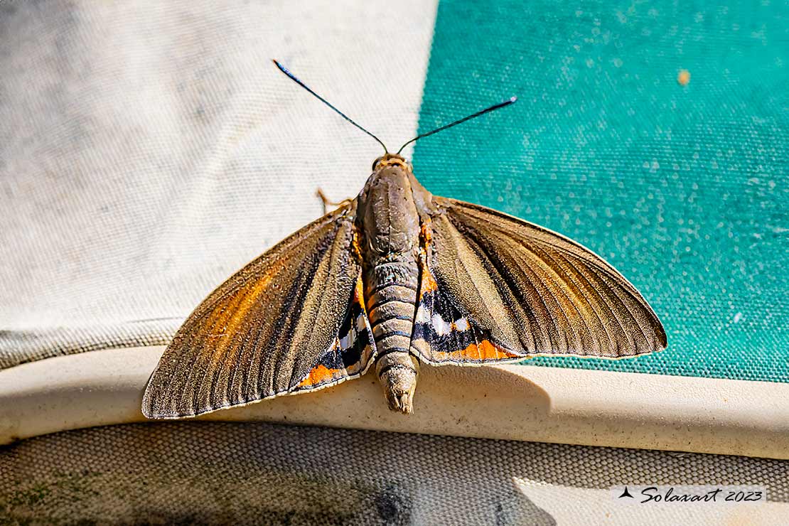 Paysandisia archon: Castnide delle palme; Castniid moths