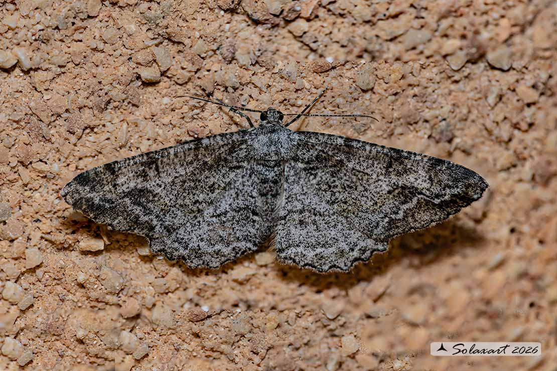 Peribatodes rhomboidaria : Heath rivulet