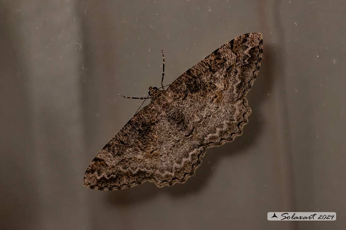 Peribatodes rhomboidaria :  Heath rivulet