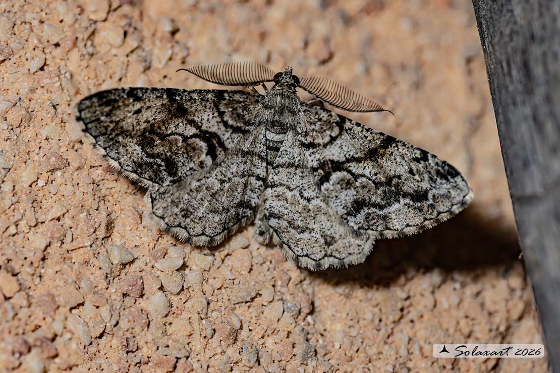 Peribatodes rhomboidaria : Heath rivulet