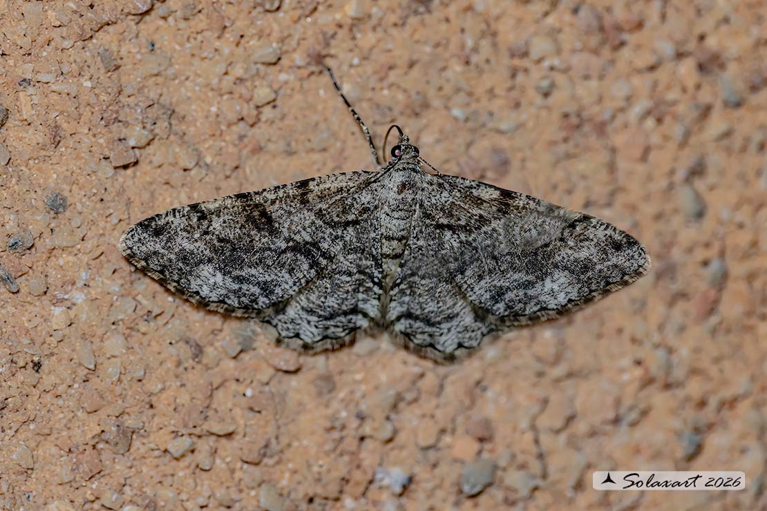 Peribatodes rhomboidaria : Heath rivulet