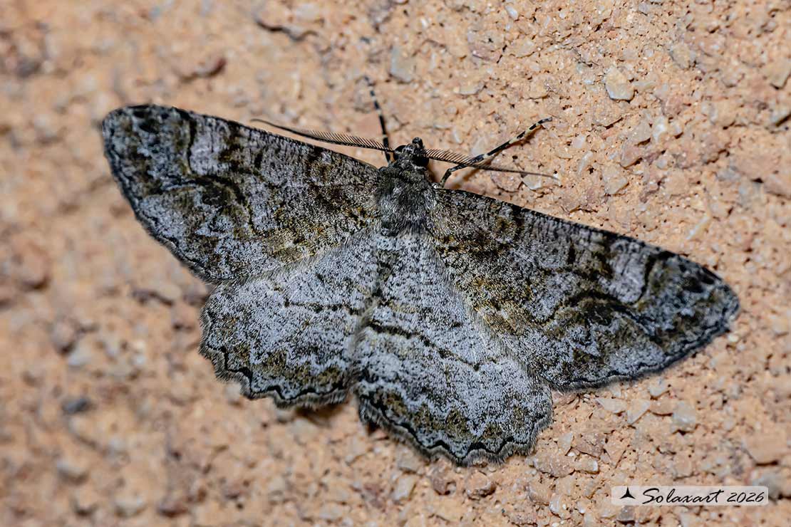 Peribatodes rhomboidaria : Heath rivulet