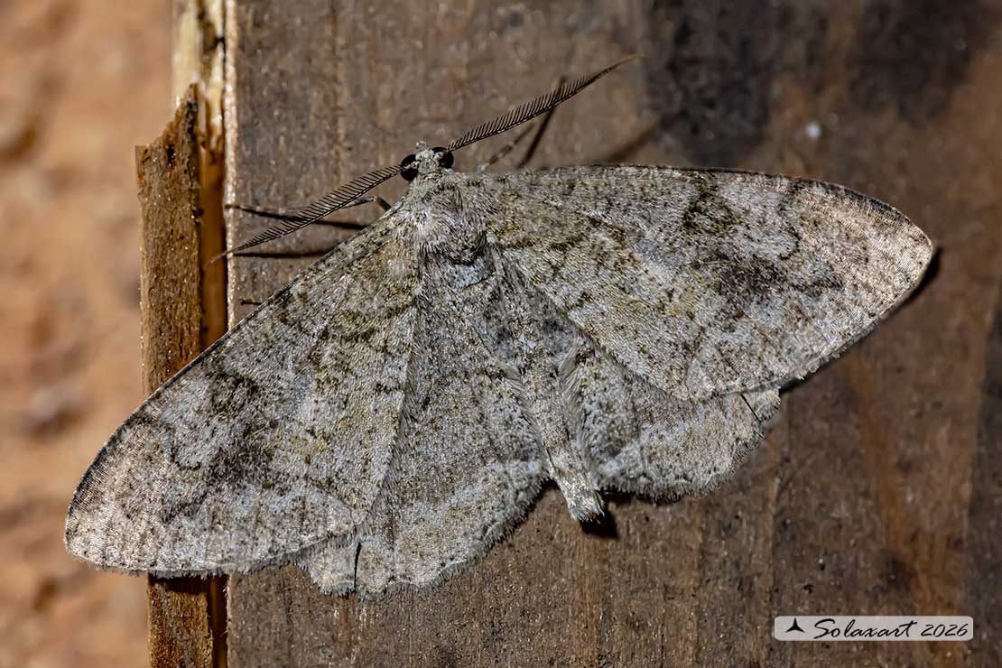 Peribatodes rhomboidaria : Heath rivulet