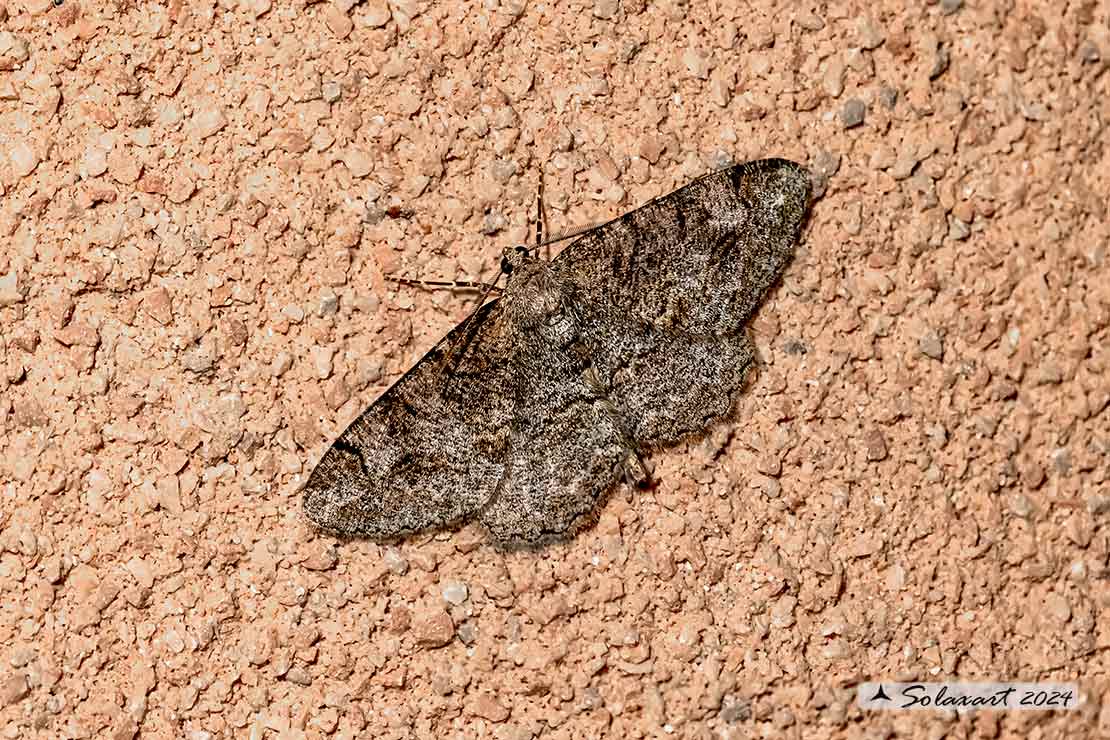 Peribatodes rhomboidaria :  Heath rivulet