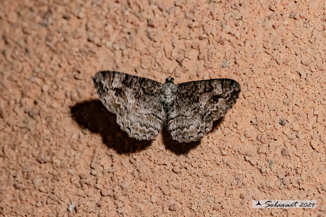 Peribatodes rhomboidaria :  Heath rivulet