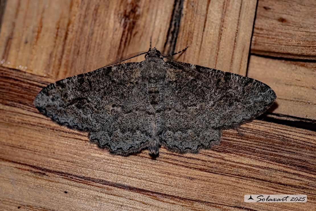 Peribatodes rhomboidaria :  Heath rivulet