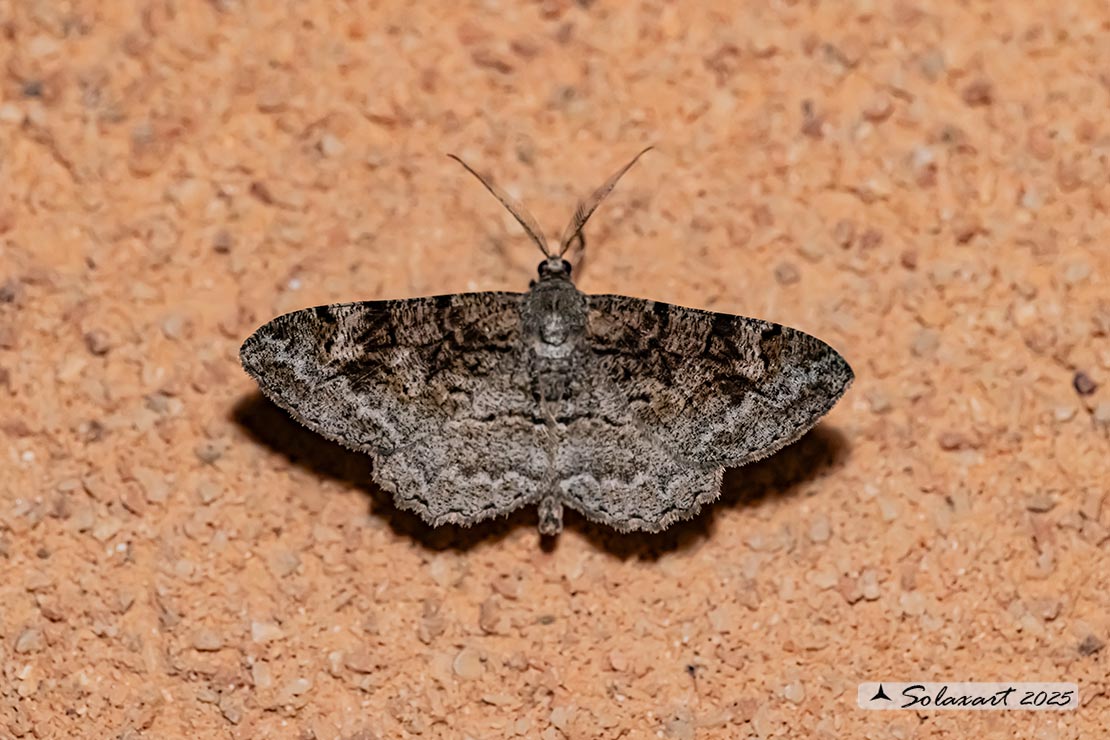 Peribatodes rhomboidaria :  Heath rivulet