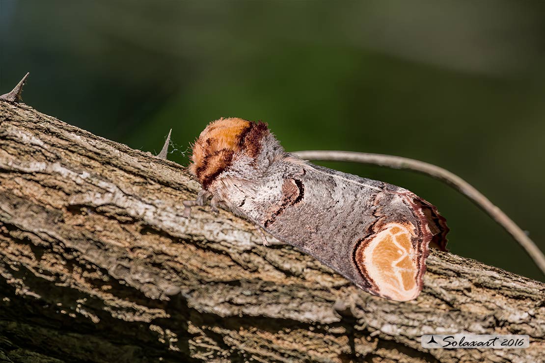 Phalera bucephala: Buff-tip 