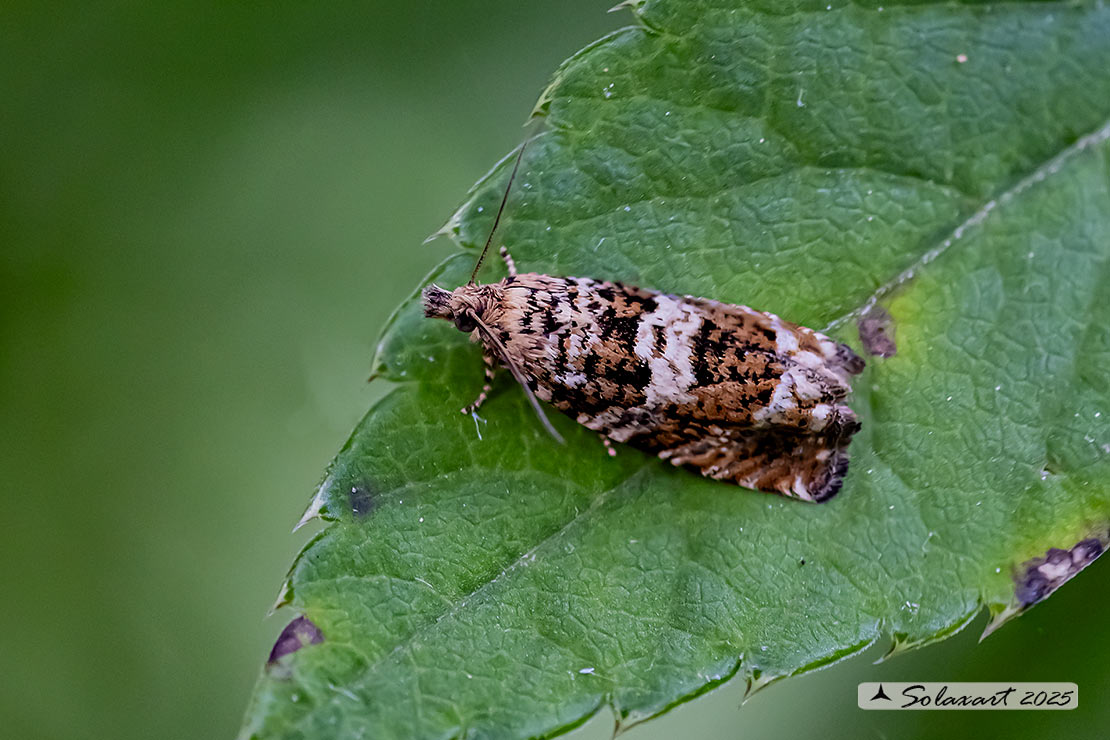 Phiaris palustrana