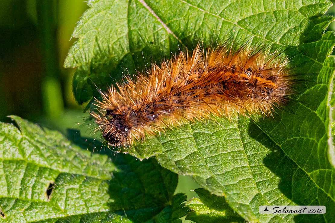 Phragmatobia fuliginosa - Ruby tiger 