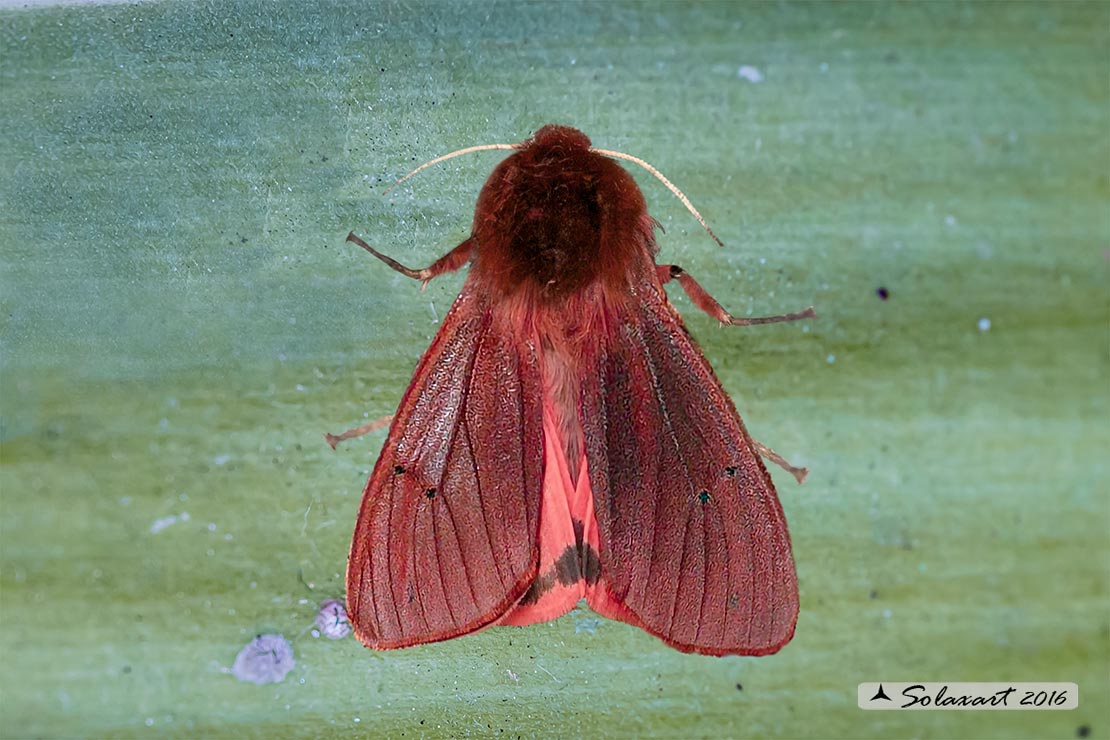 Phragmatobia fuliginosa - Ruby tiger 