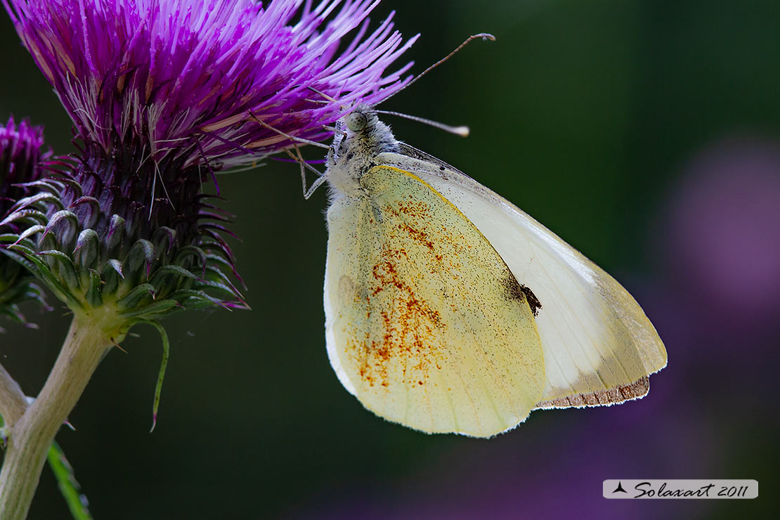 Pieris brassicae  -  Cavolaia maggiore  -  Large White