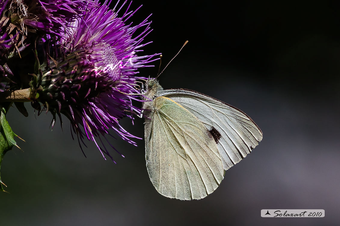 Pieris brassicae  -  Cavolaia maggiore  -  Large White