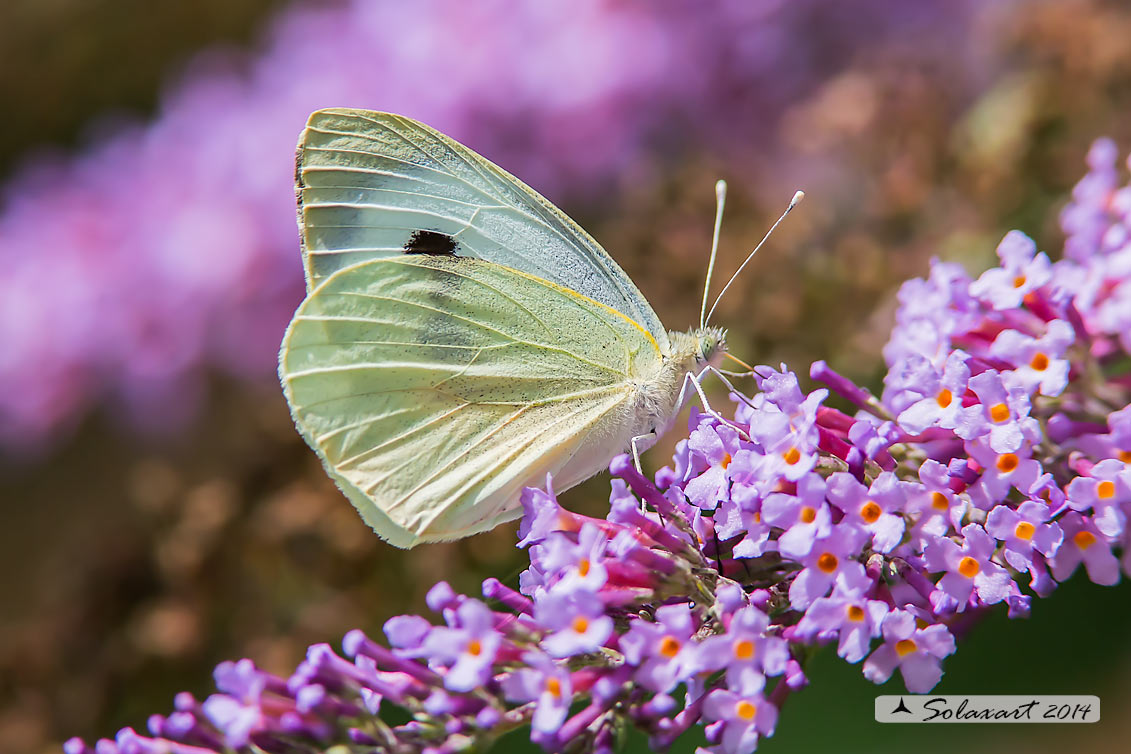 Pieris brassicae  -  Cavolaia maggiore  -  Large White