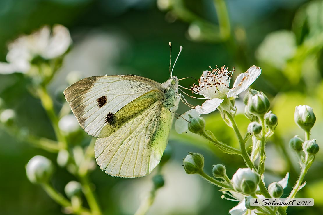 Pieris brassicae  -  Cavolaia maggiore  -  Large White 