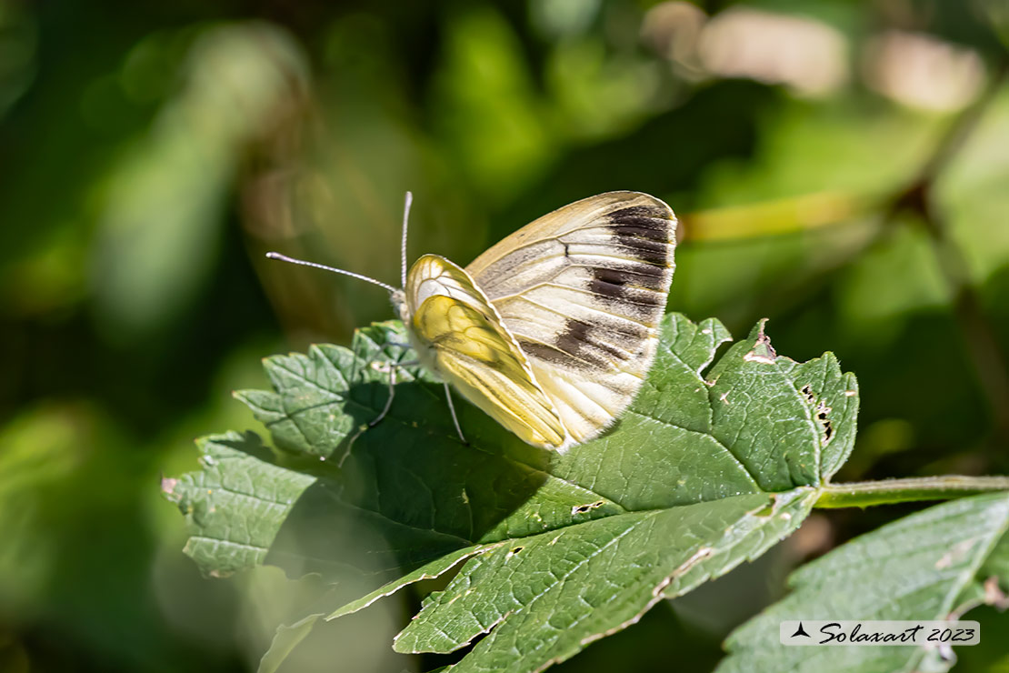 Pieris bryoniae 