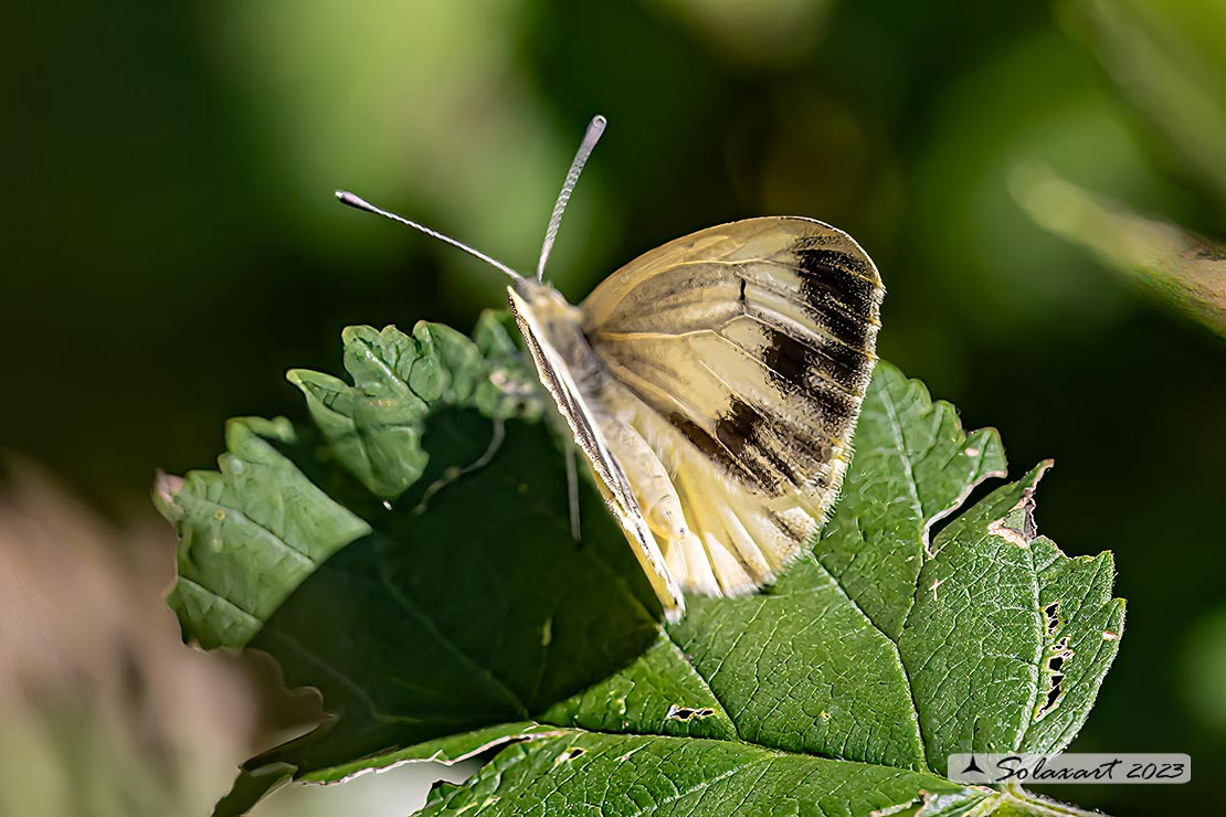 Pieris bryoniae 