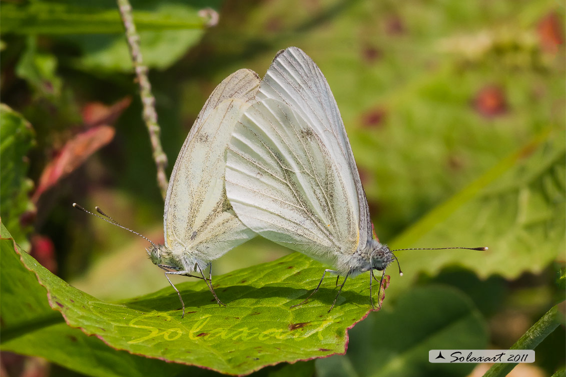 Pieris napi - Pieride del navone (copula) - Green-veined White (mating)