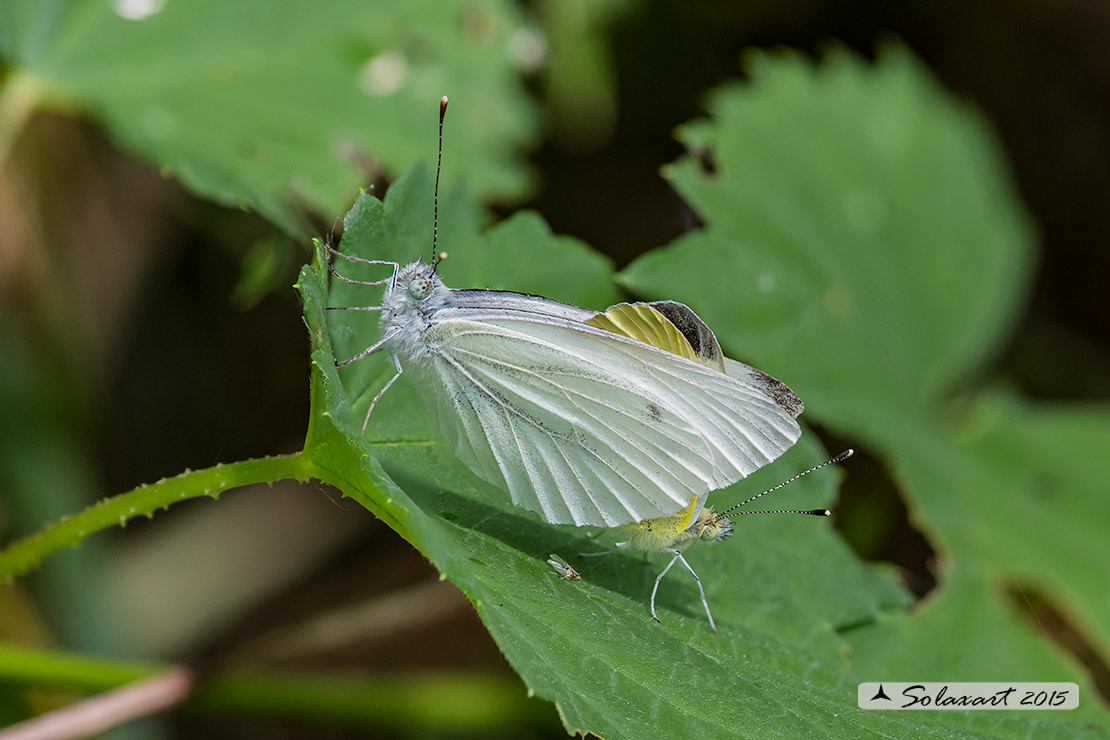 Pieris napi - Pieride del navone (copula) - Green-veined White (mating)