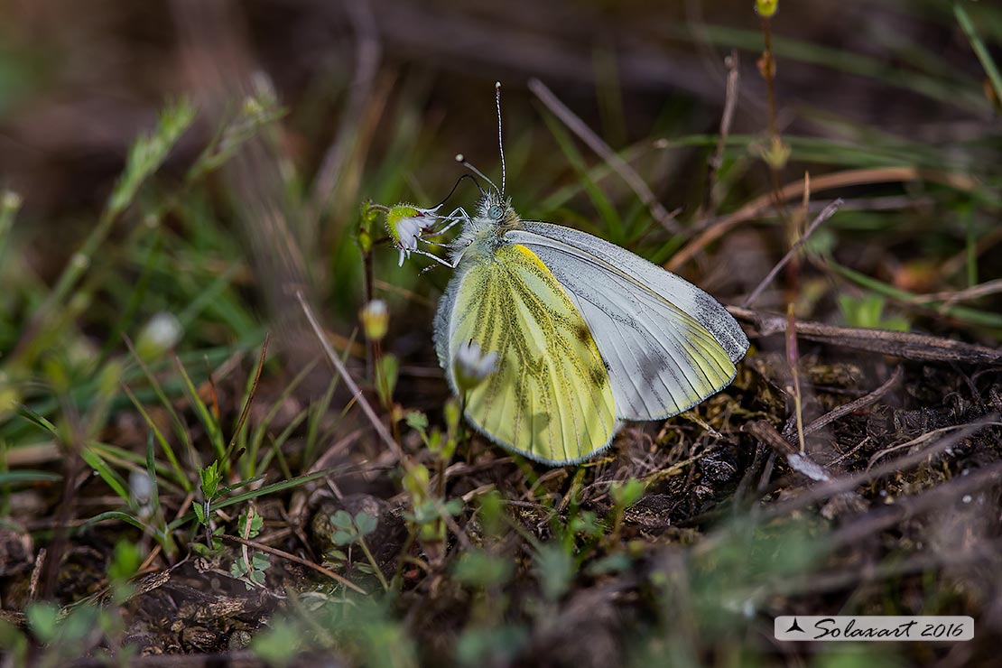 Pieris napi - Pieride del navone - Green-veined White