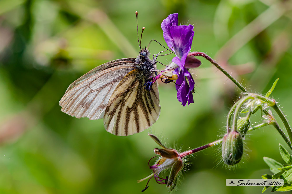 Pieris napi - Pieride del navone - Green-veined White