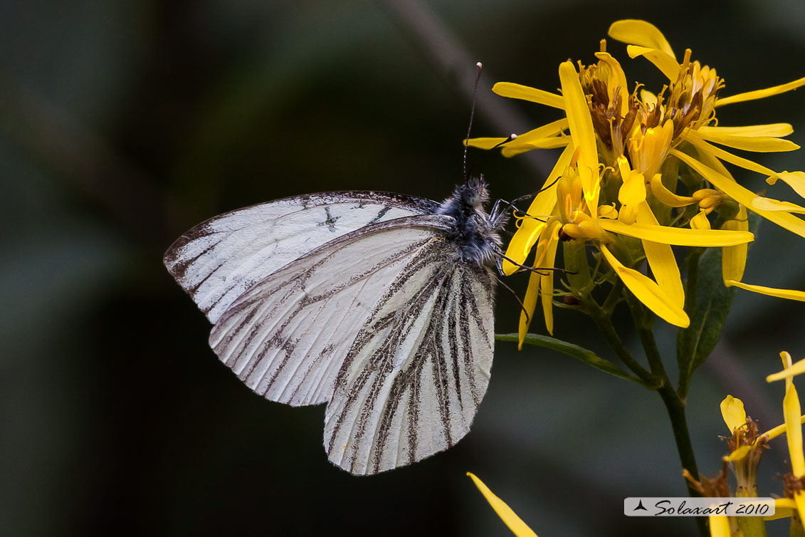 Pieris napi - Pieride del navone - Green-veined White