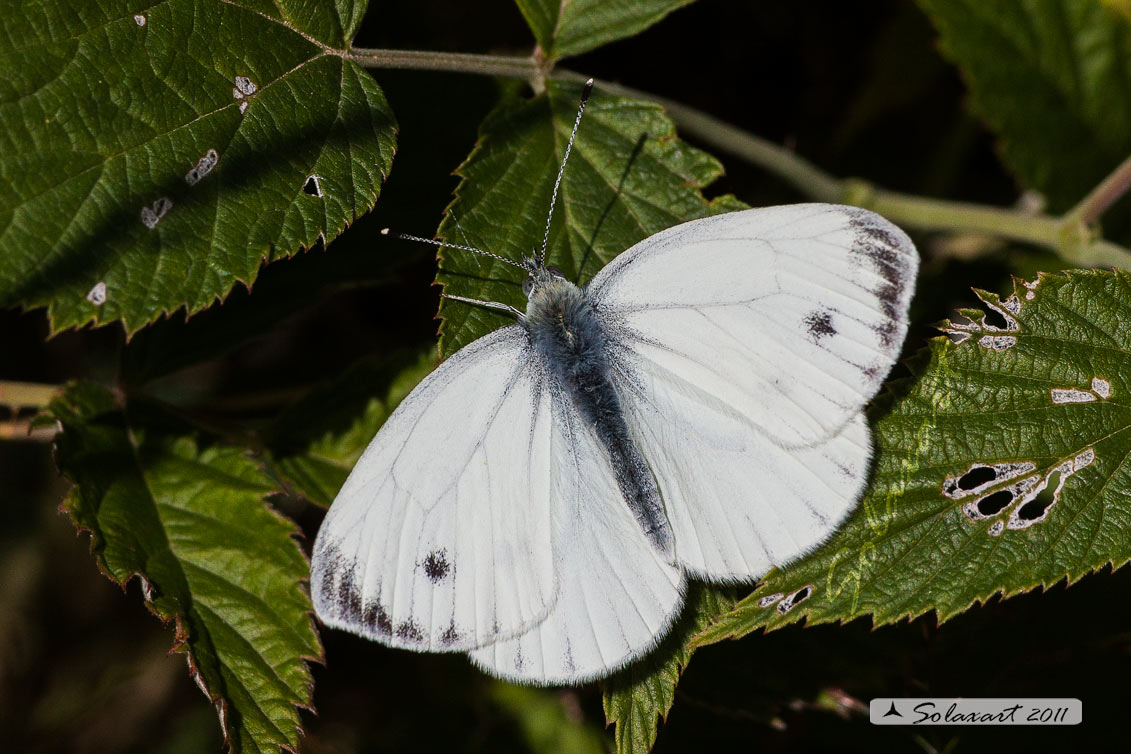 Pieris napi - Pieride del navone - Green-veined White
