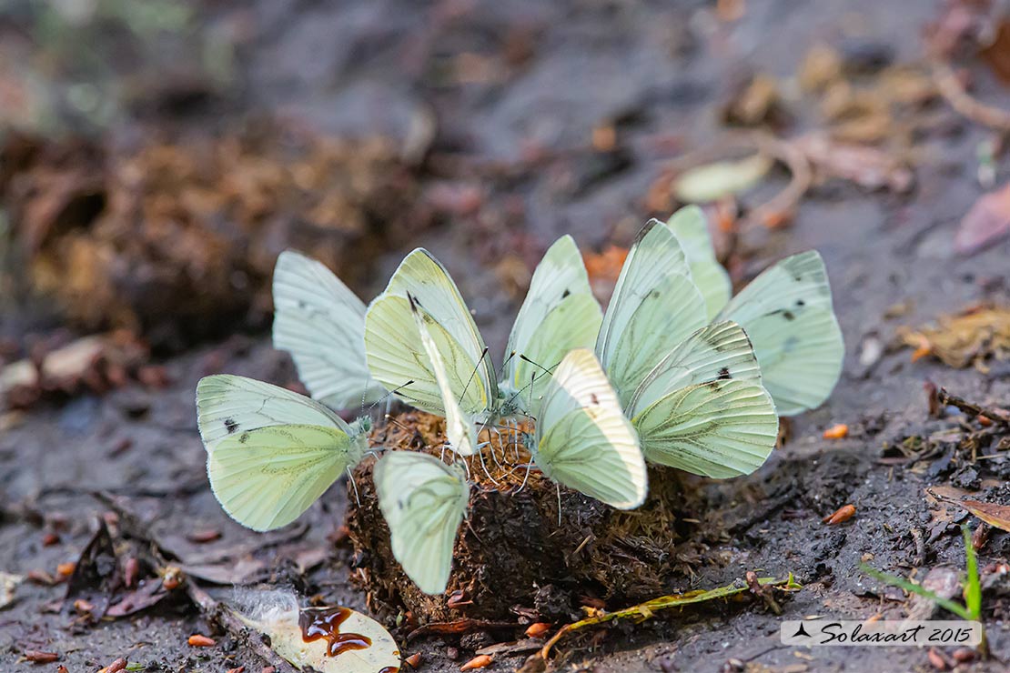 Pieris napi - Pieride del navone (copula) - Green-veined White (mating)