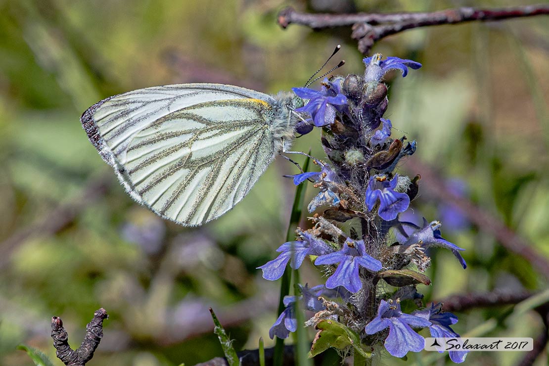 Pieris napi - Pieride del navone - Green-veined White